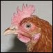Huhn