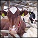 Cows and more