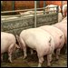 Mastschweine am Trog