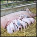Ökologische Schweinehaltung