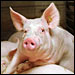 Schwein