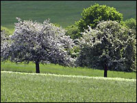 Obstbäume am Feldrand
