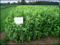 Ramtillkraut (Guizotia abyssinica)