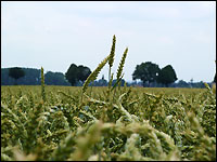 Weizen: Abweichender Typ Pflanzenlänge