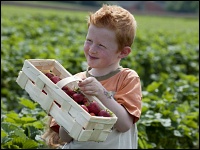 Junge mit Erdbeerkorb auf dem Feld