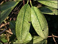 Schaden durch die Rhododendron-Netzwanze
