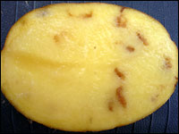 Tobacco Rattle Virus