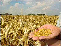 Erntereifes Triticale-Feld