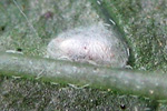 Feltiella-Puppe in einem Spinnmilbenherd