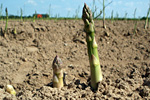 Grüner Spargel auf dem Feld. Foto: WikimediaImages, pixabay.de