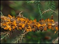 Rostpilz