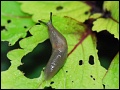 Schnecke