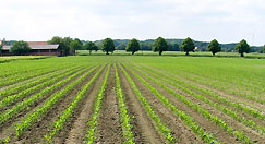 Maisfeld