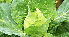 Spitzkohl