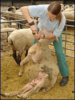Klauenschneiden beim Schaf