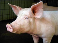 Schwein
