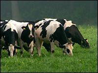 Schwarzbunte Milchkühe am Niederrhein