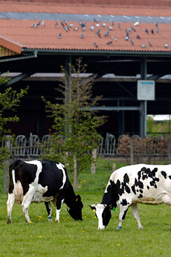 Öko-Milchviehstall dem Gelände von Haus Riswick