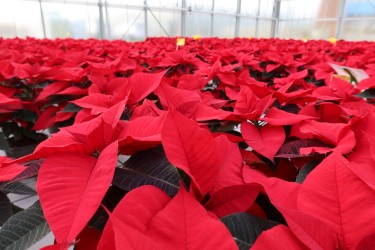 Fotorundgang 11 / 2025 Straelen