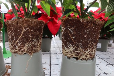 Fotorundgang 11 / 2025 Straelen