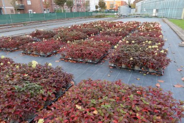 Fotorundgang 11 / 2025 Straelen