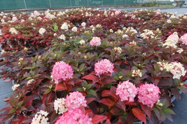 Fotorundgang 11 / 2025 Straelen