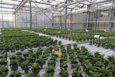 Fotorundgang 11 / 2025 Straelen