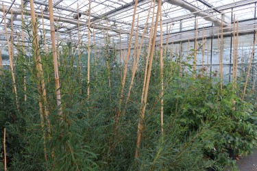 Fotorundgang 11 / 2025 Straelen