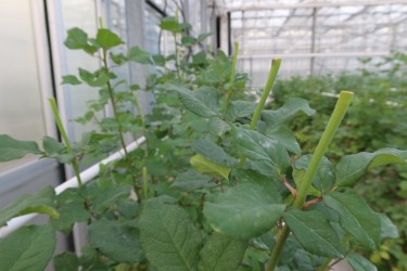 Fotorundgang 11 / 2025 Straelen