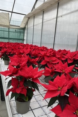 Fotorundgang 01 / 2026 Straelen