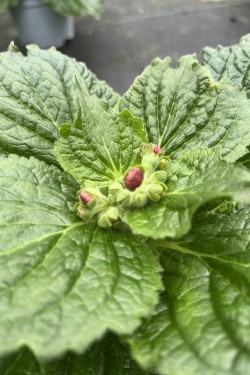 Fotorundgang 01 / 2026 Straelen