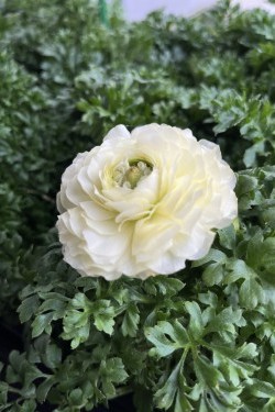 Fotorundgang 01 / 2026 Straelen