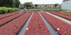 Fotorundgang 9 / 2024 Straelen
