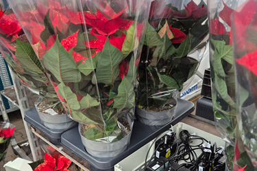 Vermarktungsfähige Weihnachtssterne im TerZ100-Projekt