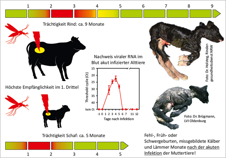Schmallenbergvirus: Infektionszeitpunkt und Auswirkungen
