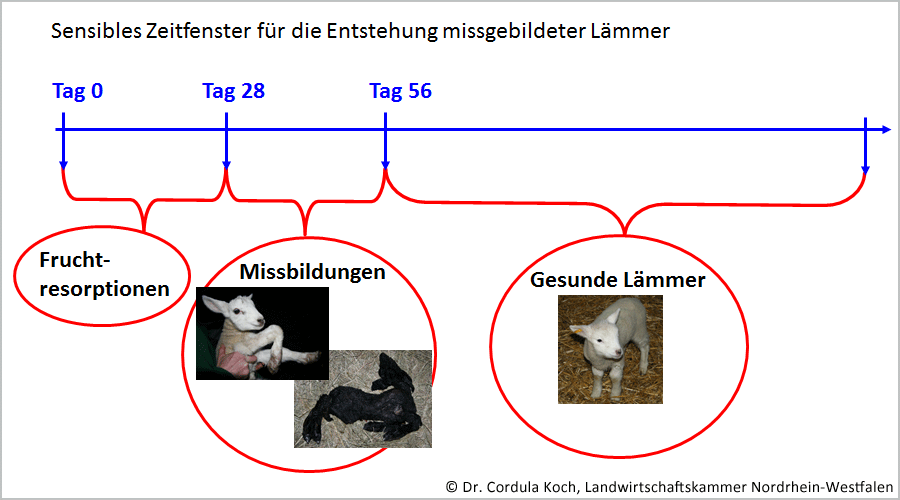 Sensibles Zeitfenster für die Entstehung missgebildeter Lämmer