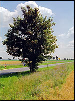 Dansweiler - Sraßenbaum