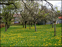Vossenack - Obstwiese