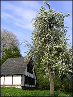 Wilkenroth - Obstbaumblüte