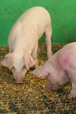 Beschäftigungsmaterial für Ferkel