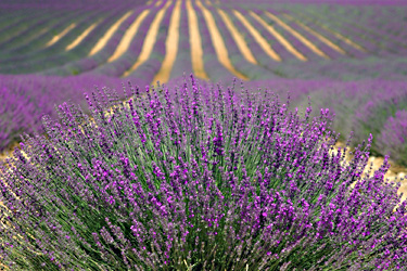 Lavendel-Feld