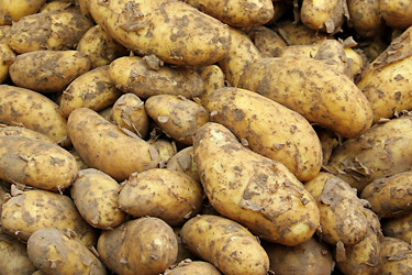 Kartoffeln