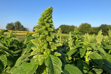 Amaranth