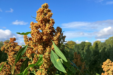 Quinoa im September
