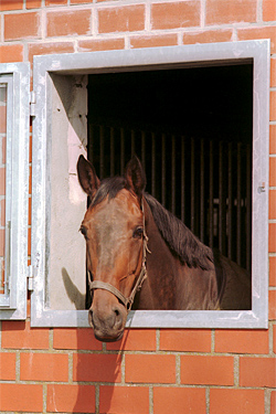 Pferd in der Stalltür