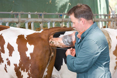 Künstliche Besamung beim Rind