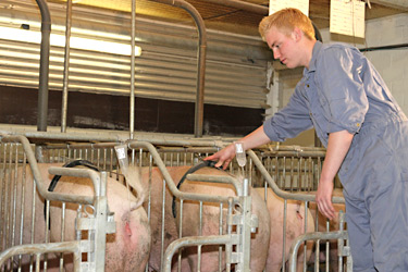 Künstliche Besamung beim Schwein