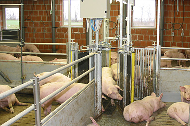 Mastschwein in Sortierschleuse