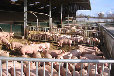 Ökologische Schweinemast mit großzügigem Auslaufangebot