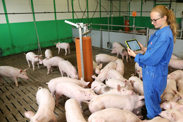 Pigs & More Tierbeurteilung